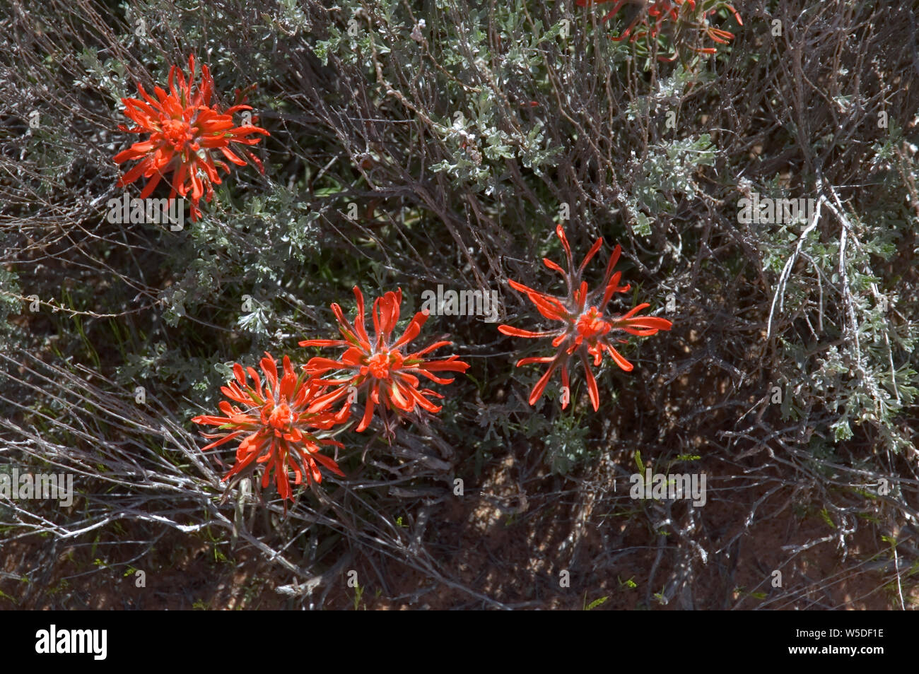 Red Indian Paintbrush (Castilleja linariaefolia) von sage umgeben. Stockfoto