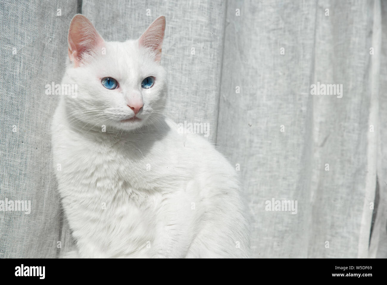 Blaue katzenaugen -Fotos und -Bildmaterial in hoher Auflösung – Alamy
