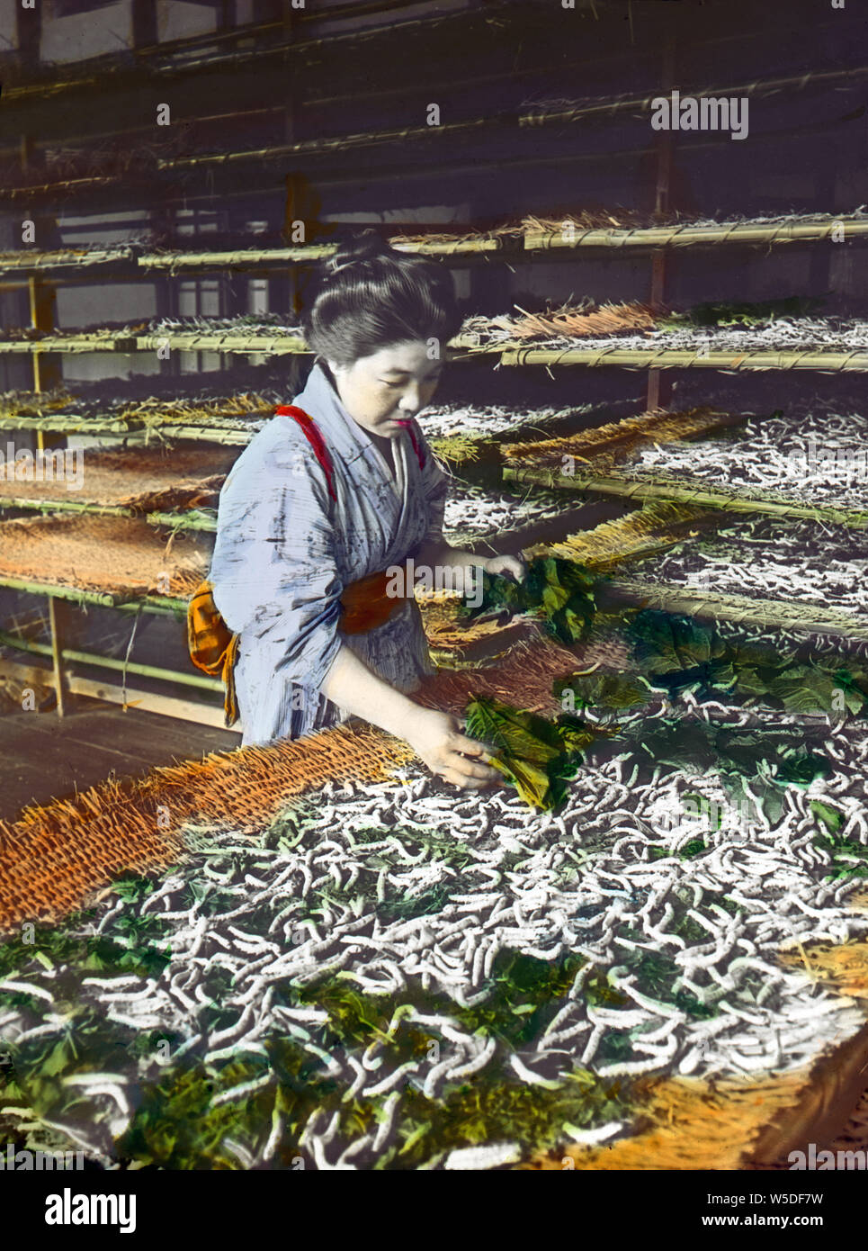 [1900s Japan - Japanische Frau Fütterung Seidenraupen] - eine japanische Frau füttert Seidenraupen Maulbeerblättern. 20. Jahrhundert vintage Glas schieben. Stockfoto