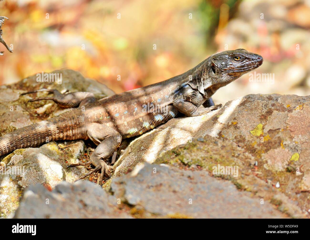 Kanarische Echsen GALLOTIA GALLOTI - ruht auf Lava Stein. Stockfoto