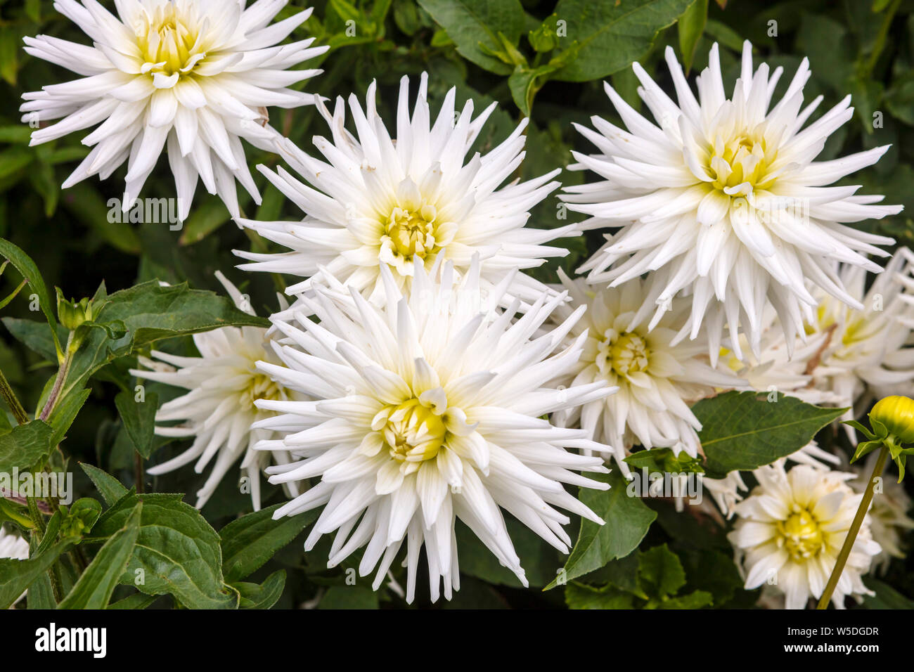 Flamboyant weiß Semi-Cactus Dahlia Blumen in einem Garten Staudenbeet. Stockfoto
