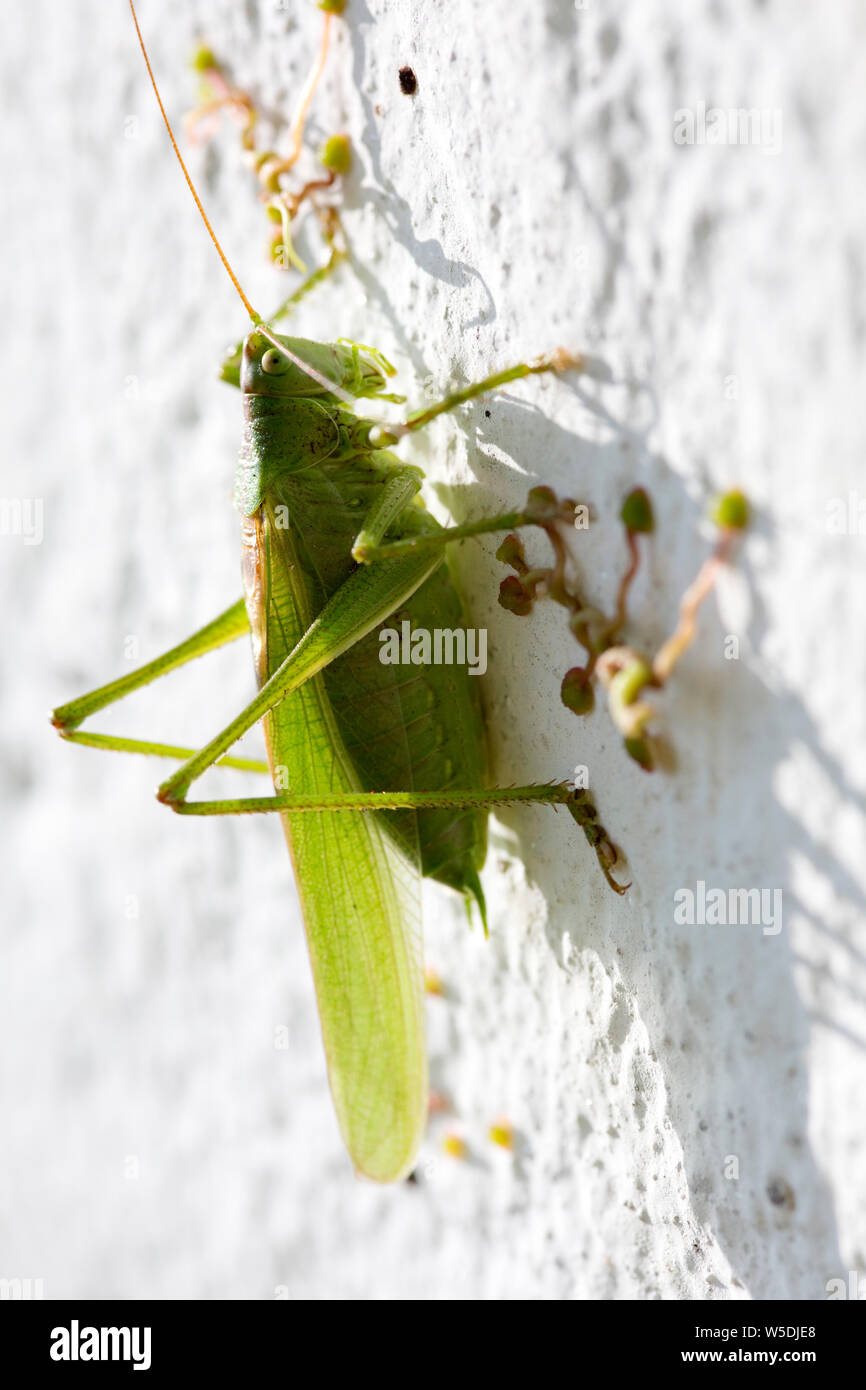 Grünes Heupferd (Tettigonia Viridissima), grüne Laubheuschrecke, einer weissen Hauswand Stockfoto