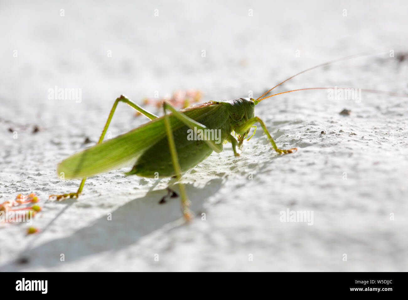 Grünes Heupferd (Tettigonia Viridissima), grüne Laubheuschrecke, einer weissen Hauswand Stockfoto