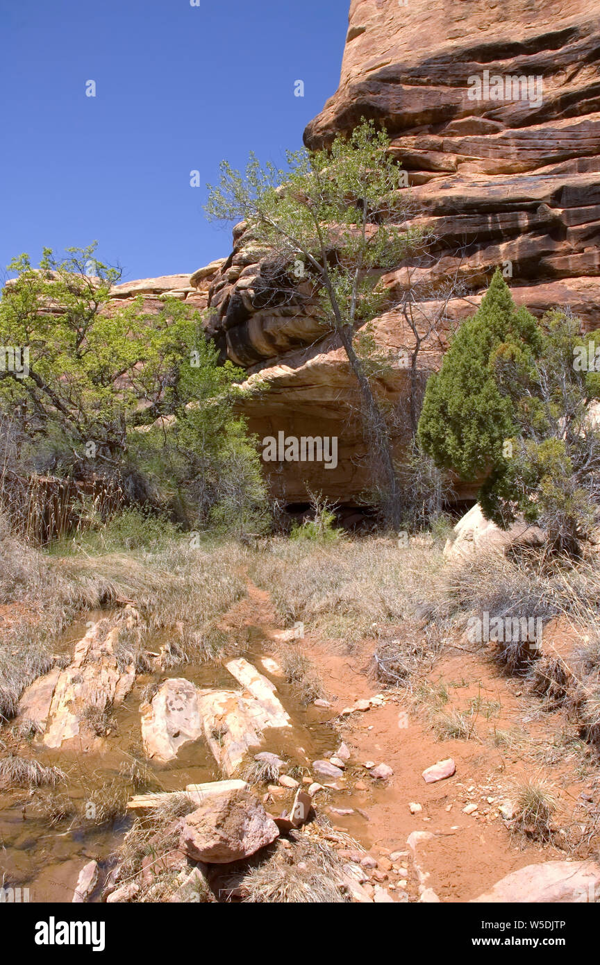 Großen Überhang der Roten slickrock entlang einer Schlucht Wand in Squaw Canyon des Canyonlands National Park, Utah. Stockfoto