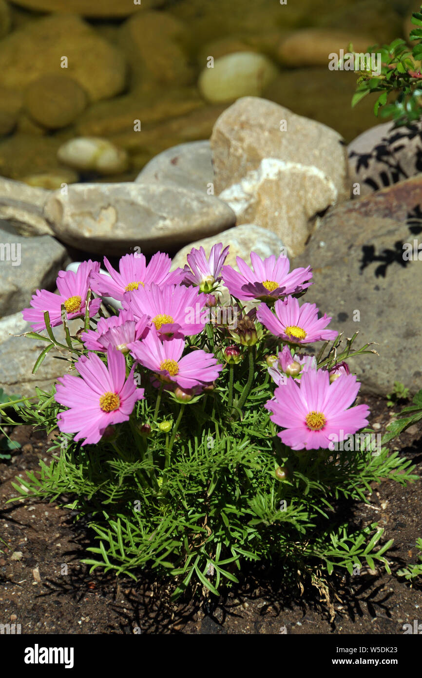 Cosmea bipinnata bidens formosa Fotos und Bildmaterial in hoher