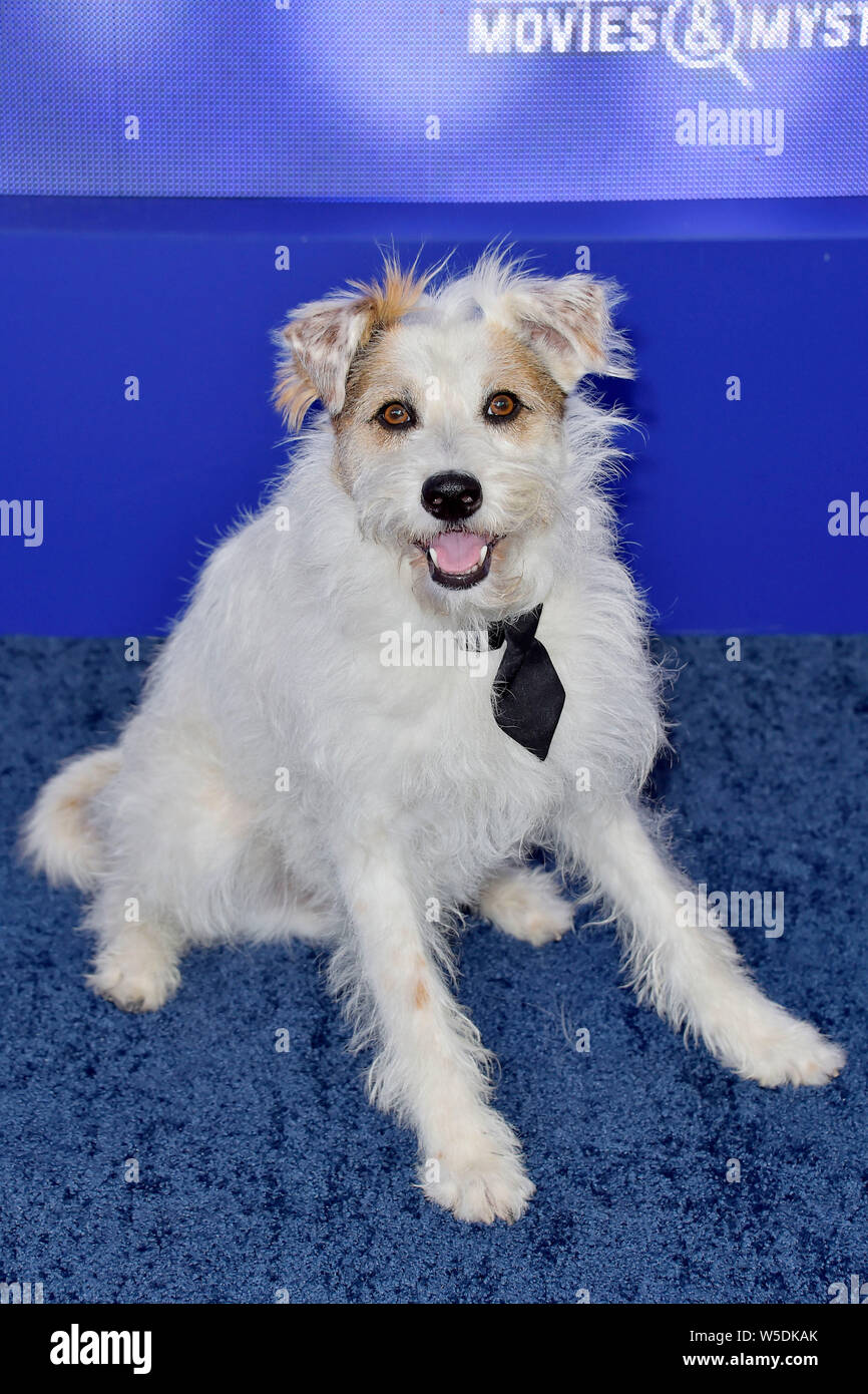 Hund am Hallmark Channel Sommer TCA2019 Ereignis in einer privaten Residenz. Beverly Hills, 26.07.2019 | Verwendung weltweit Stockfoto