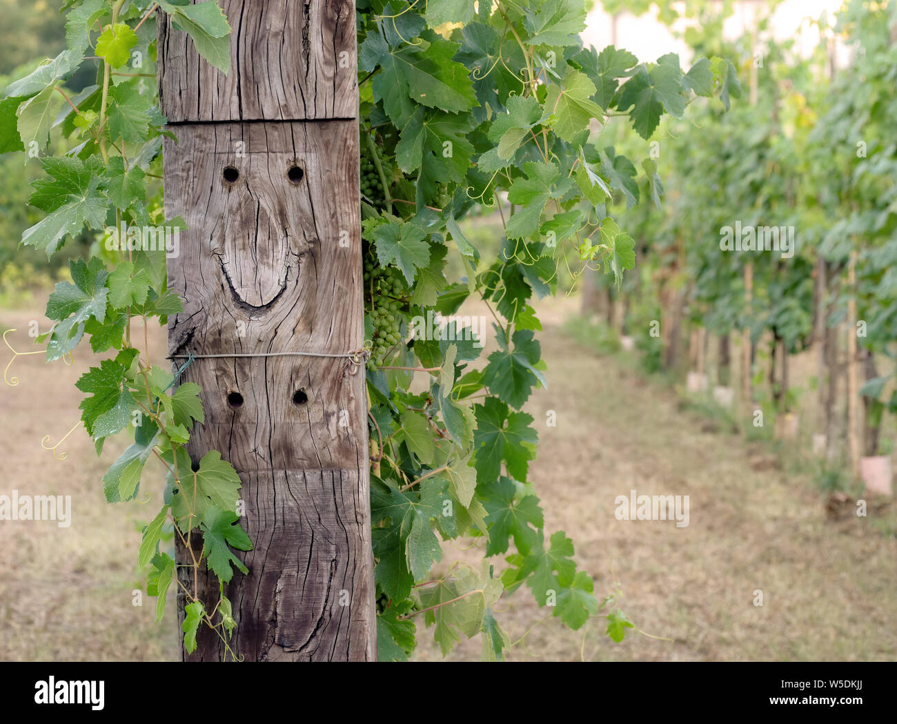 Weinberg mit glücklichen Gesicht, Toskana, Italien. Stockfoto