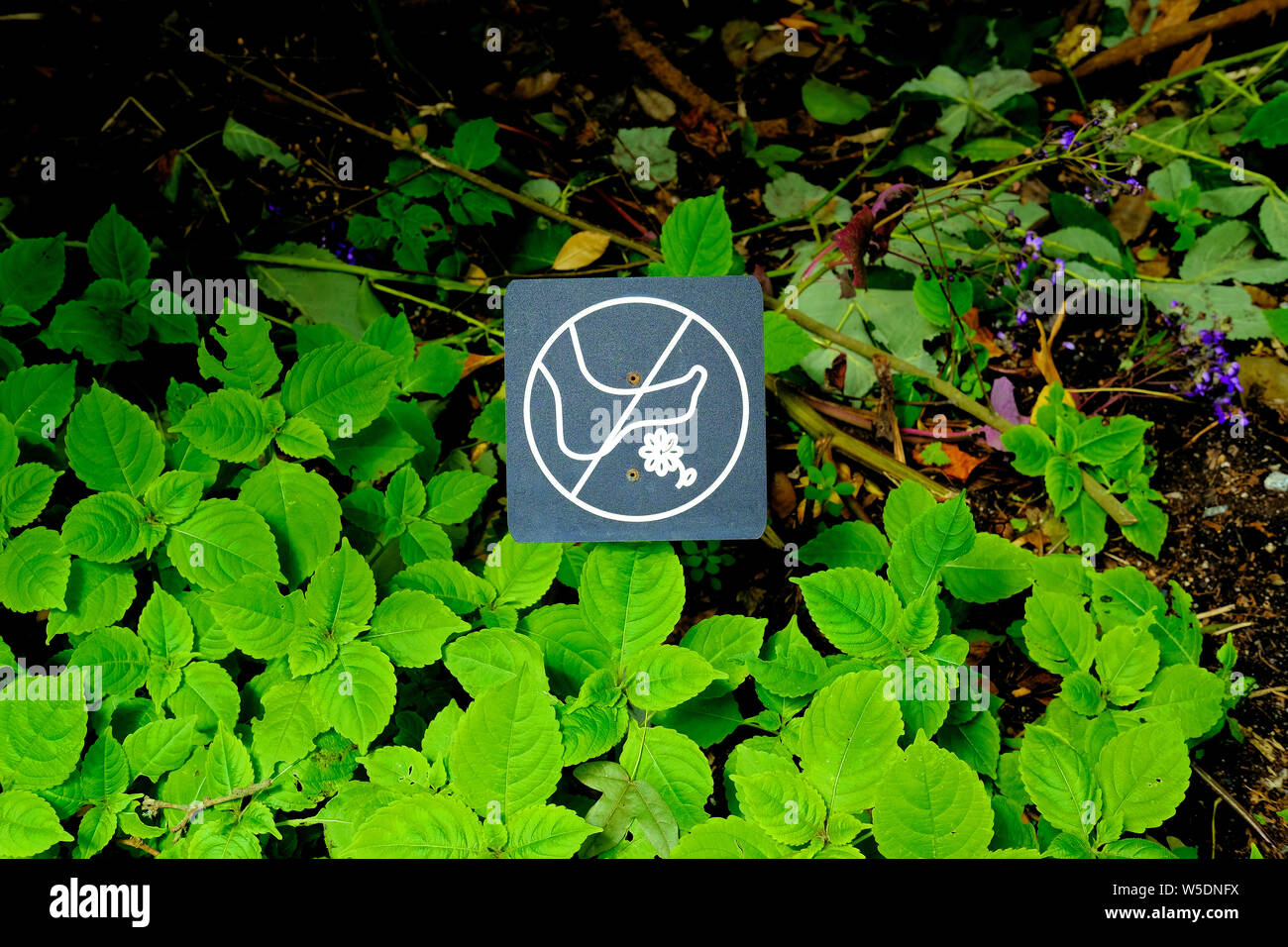 'Nicht auf Blumen "Schritt; Bild eines barfuß über eine Blume in einem Kreis mit einer Linie über Sie zu Schritt; San Francisco (Kalifornien) Botanischer Garten Stockfoto