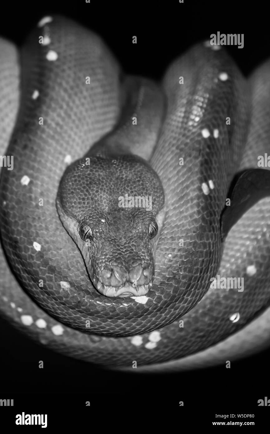 Schlange Schwarzweiss Stockfotos Und Bilder Seite 2 Alamy