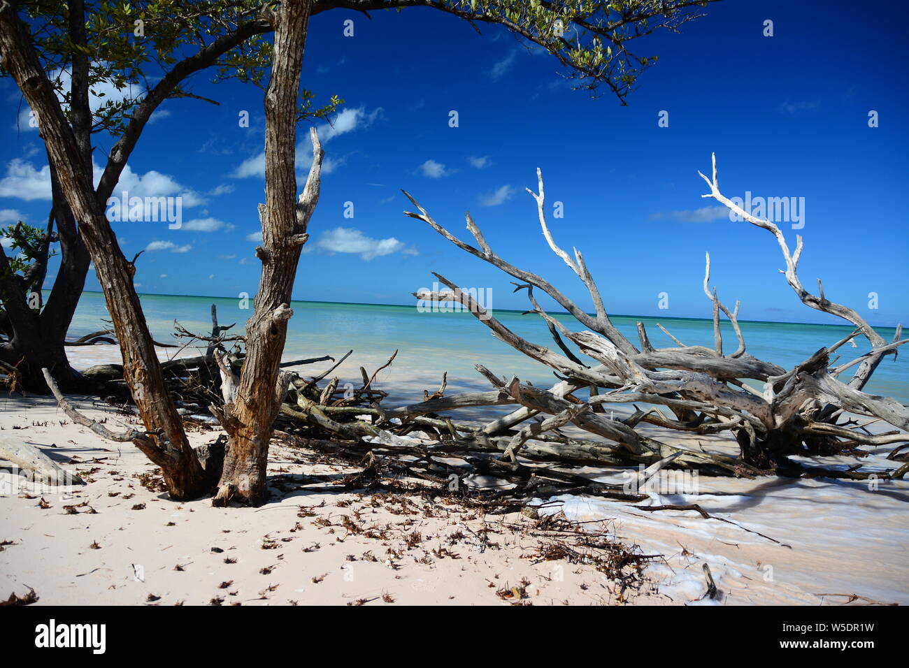 Strand von Cayo Jutías Pinar del Río Provinz Mangrovenbäume Kuba Stockfoto