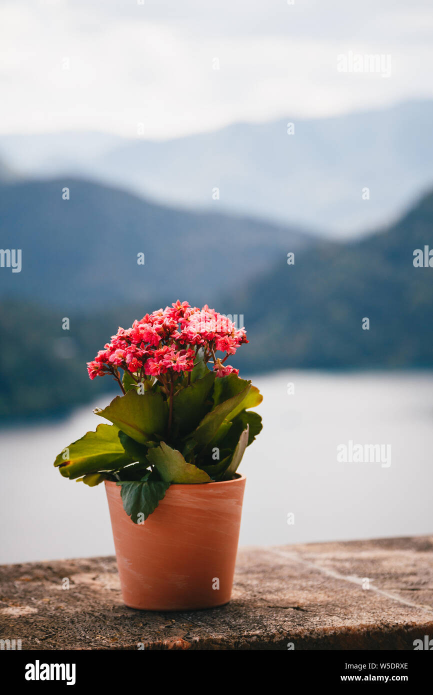 Nahaufnahme eines Ton Blumentopf mit kleinen rosa kalanchoe Blumen stehen auf einer Mauer aus Stein mit dem See im Hintergrund Bled. Slowenien, Antenne vi. Stockfoto