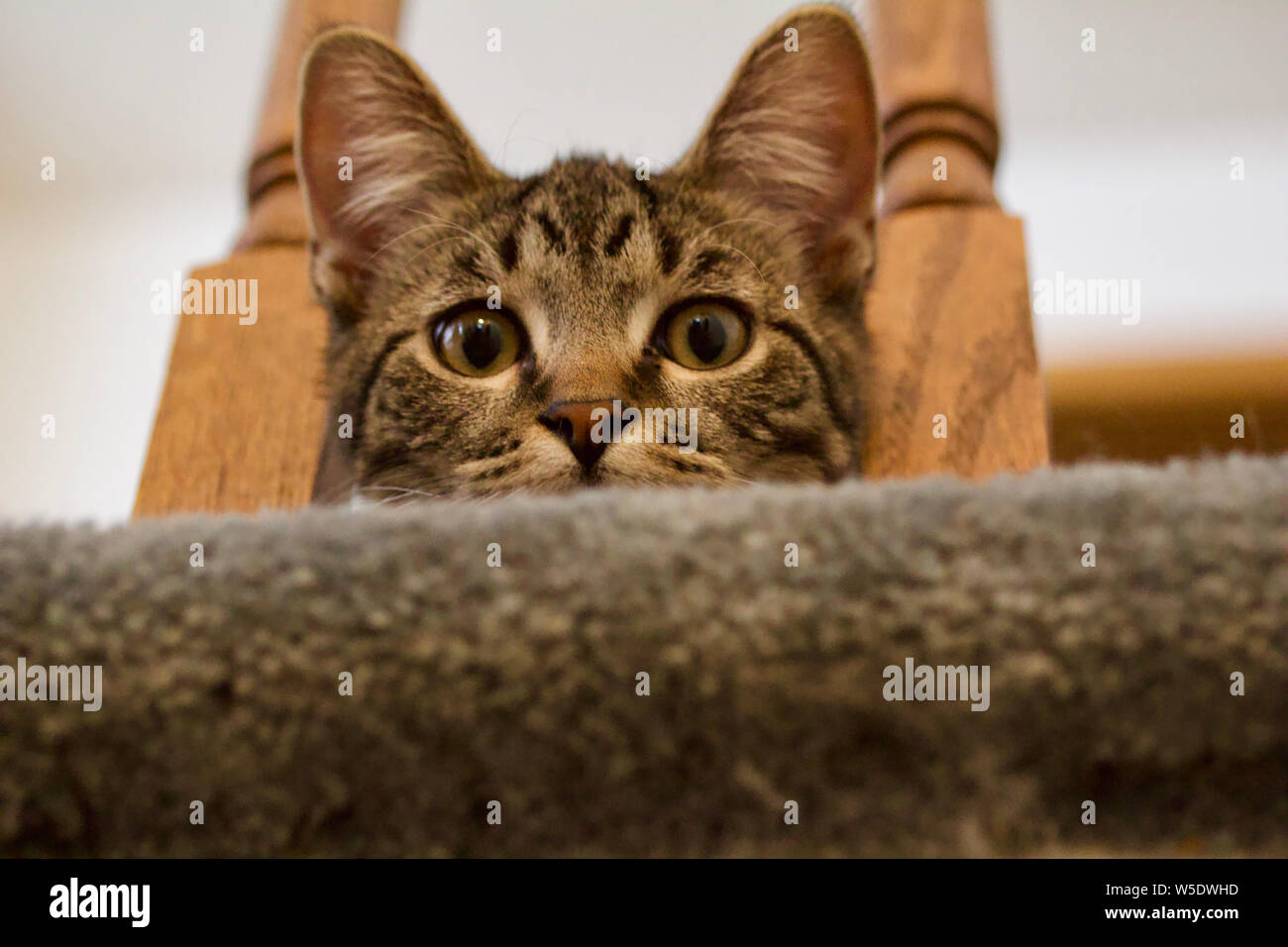 Cute tabby kitten Peers über eine Treppe Kunst Elemente Stockfoto