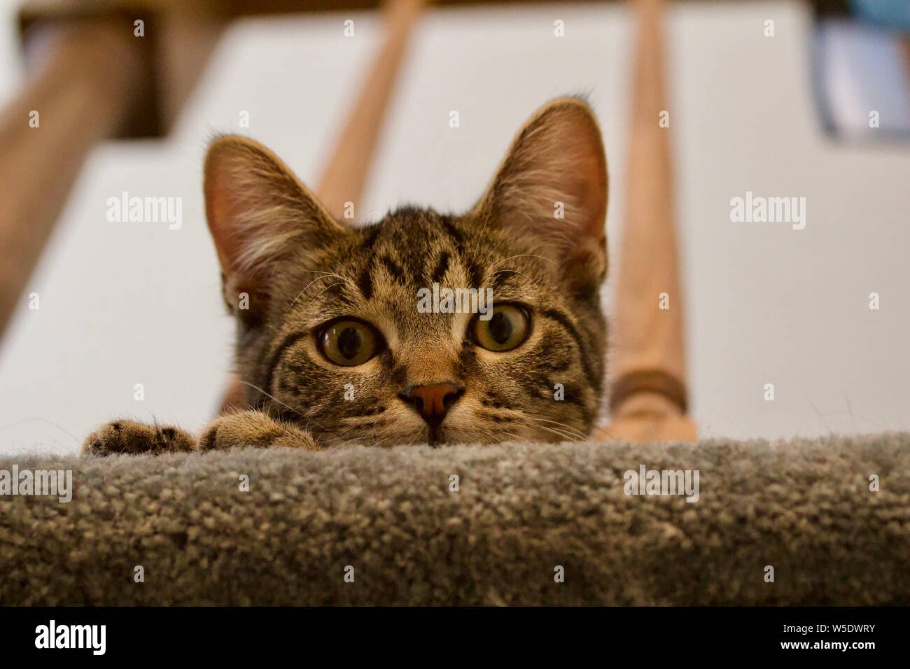 Cute tabby kitten Peers über eine Treppe Kunst Elemente Stockfoto