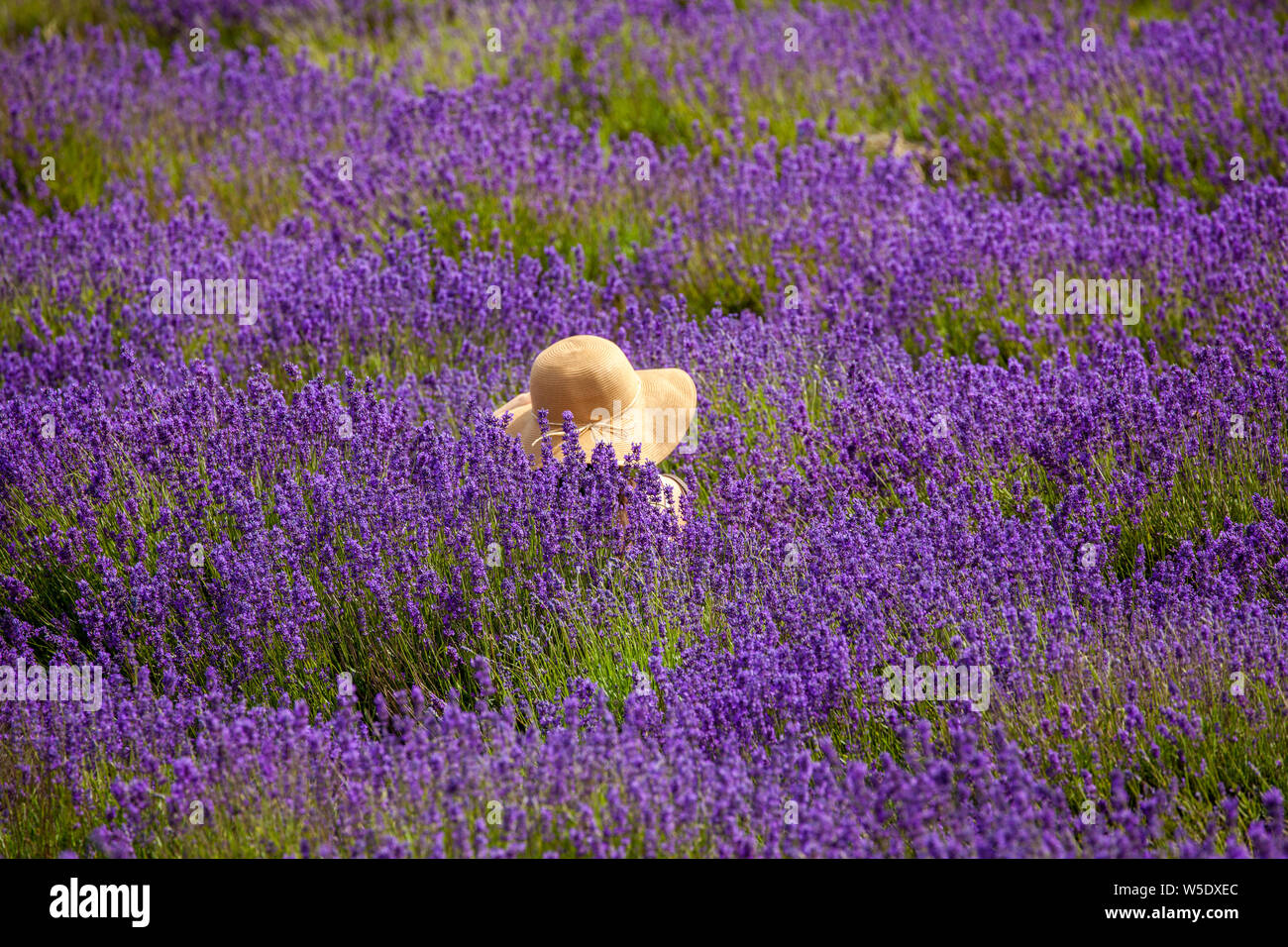 Frauen tragen einen Strohhut in der Lavendelfelder im Cotswold Lavendel in der Nähe von Broadway Worcestershire, England UK sitzen Stockfoto