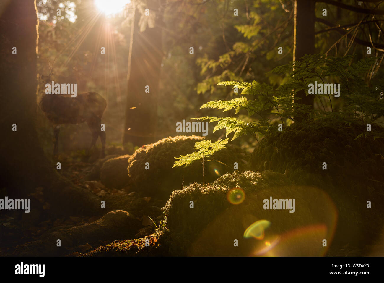 Hirsch steht im Wald bei Sonnenuntergang. Stockfoto