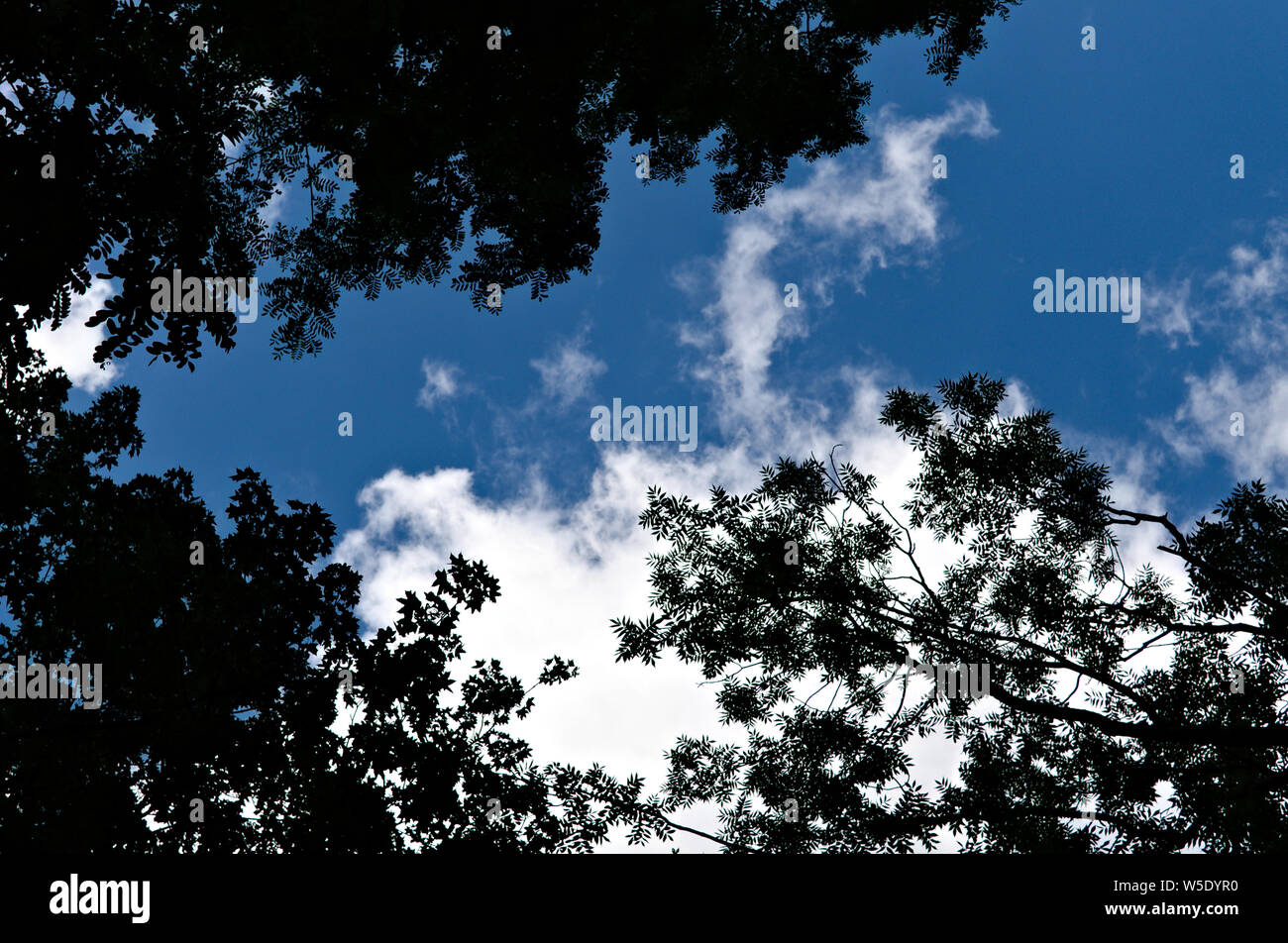 Bewölkt blauer Himmel über Bäume Stockfoto