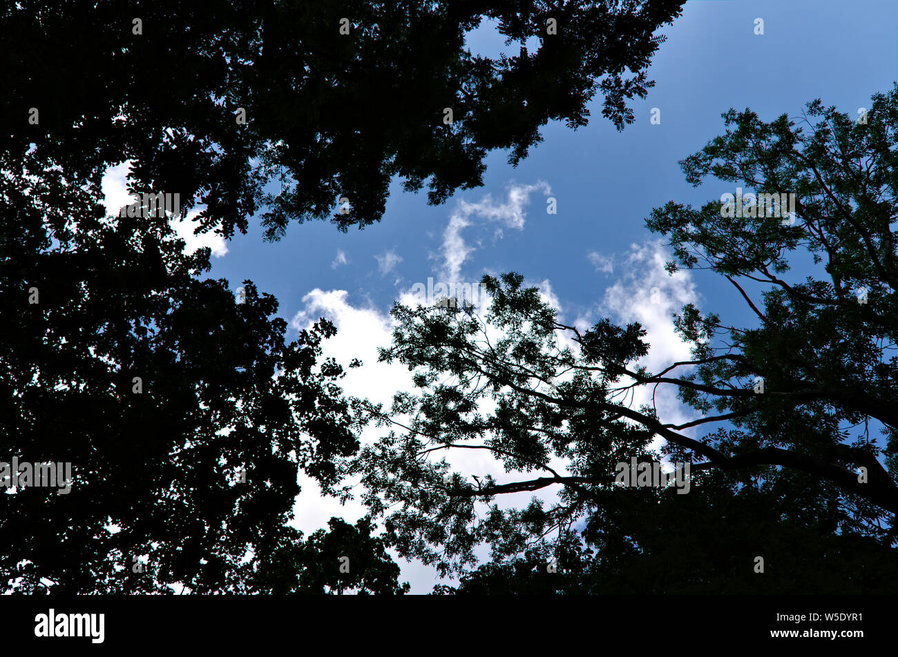 Bewölkt blauer Himmel über Bäume Stockfoto