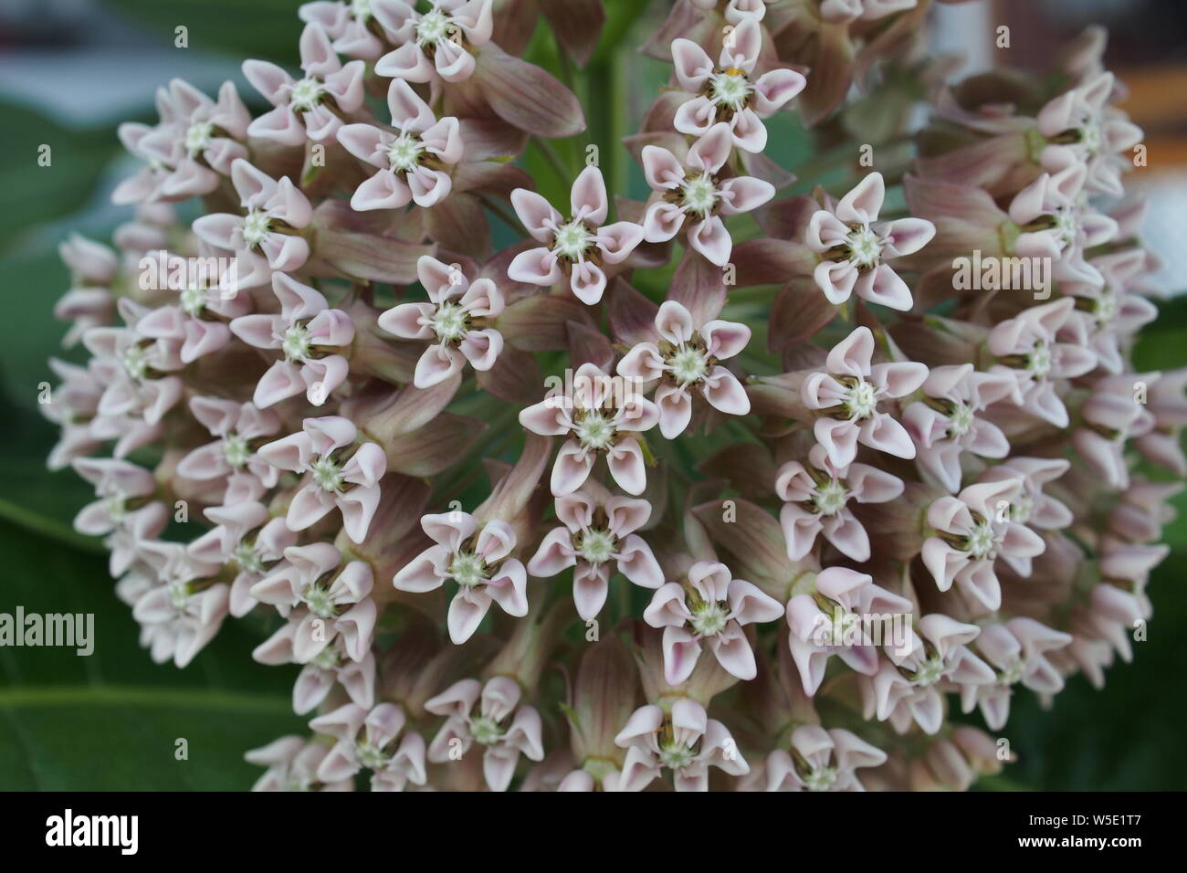 Close Up (Makro) der Blume der Gemeinsamen Seidenpflanze (Asclepias). Stockfoto