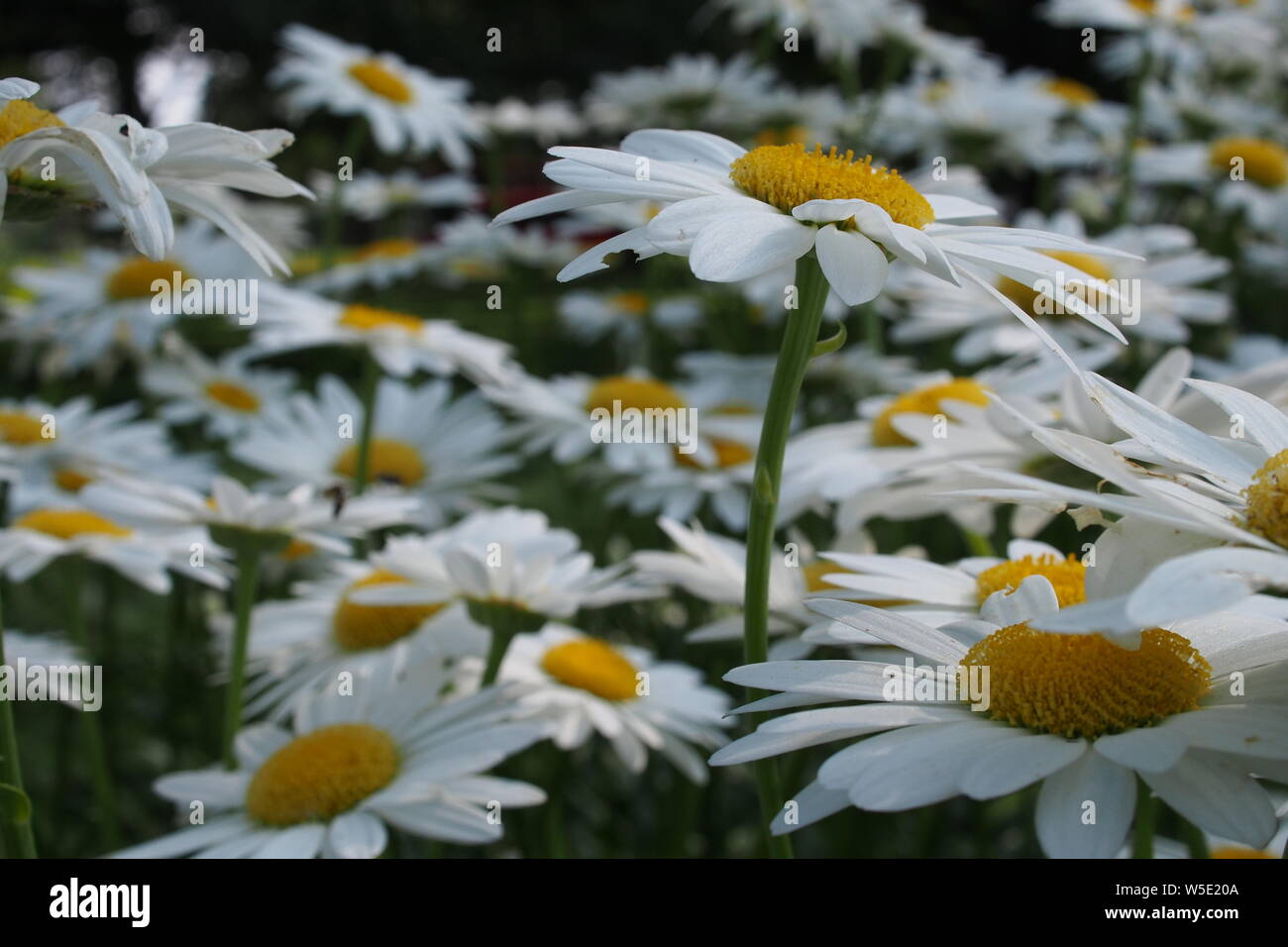 Ein Bett von Shasta Daisy (Leucanthemum × 'Lilac) im Park. Stockfoto