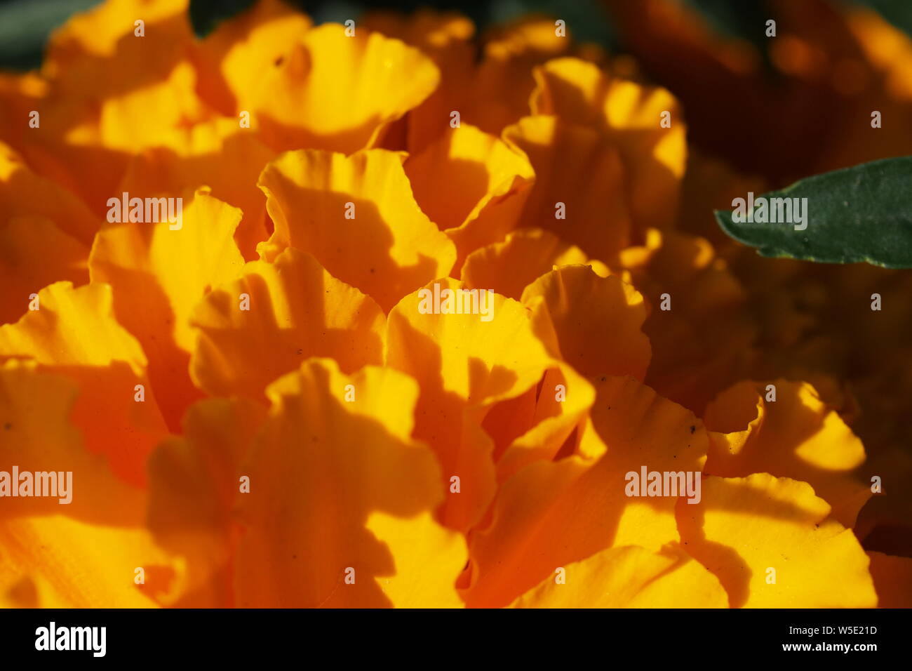 Detail einer orange Ringelblume (Calendula officinalis), Ottawa, Ontario, Kanada. Stockfoto