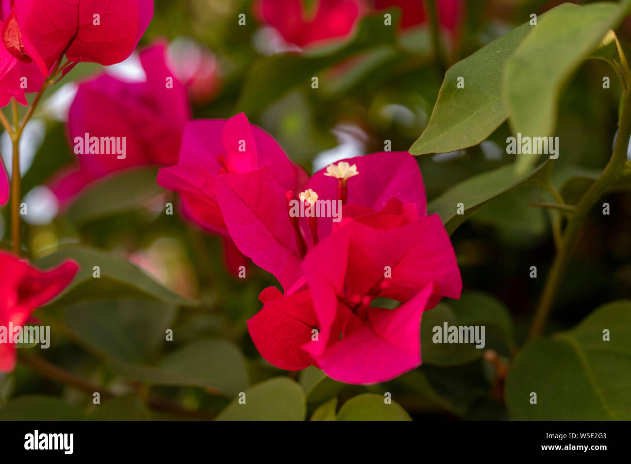 Bougainvillea Blüten in Nahaufnahme Stockfoto