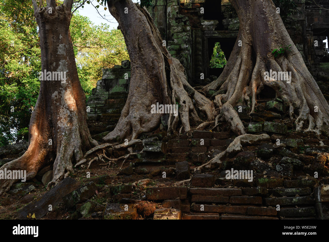 Ta Prohm berühmte Dschungel Baumwurzeln, die Angkor Tempel, Rache der Natur gegen menschliche Gebäude, Reiseziel Kambodscha. Stockfoto