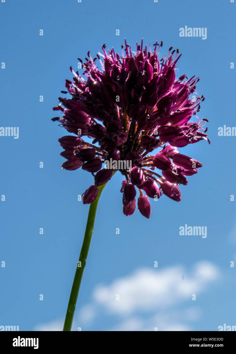 Wild Alpenblumen Stockfoto