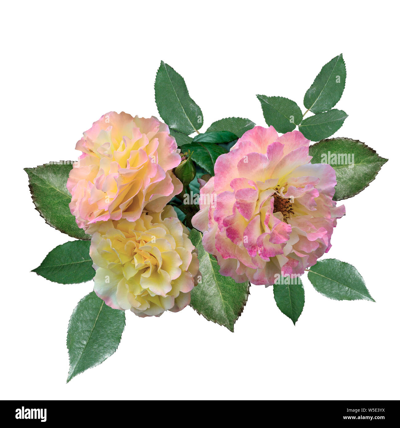 Drei zarte Rosen mit rosa-gelben Blütenblättern und grüne Blätter in der Nähe auf weißem Hintergrund. Schönen Blumenstrauß sanfte rosa Blüten Stockfoto