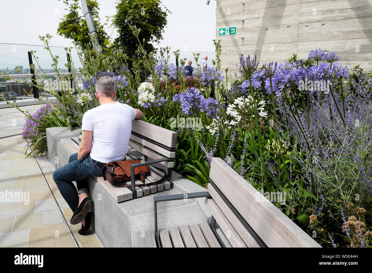 Rückansicht der Mann Gast sitzt auf der Bank von Agapanthus Pflanzen wachsen in den Dachgarten auf 120 Fenchurch Street London England UK KATHY DEWITT Stockfoto