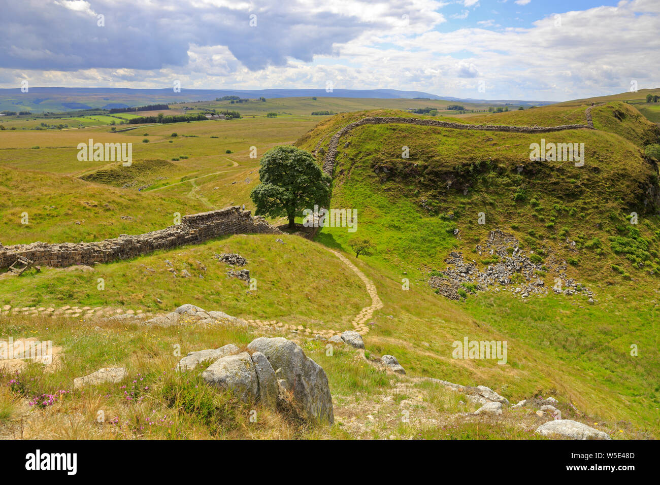 Sycamore Gap auf Hadrian's Wall, Weltkulturerbe der UNESCO, Hadrian's Wall Path, in der Nähe von Hexham, Northumberland Northumberland National Park, England. Stockfoto