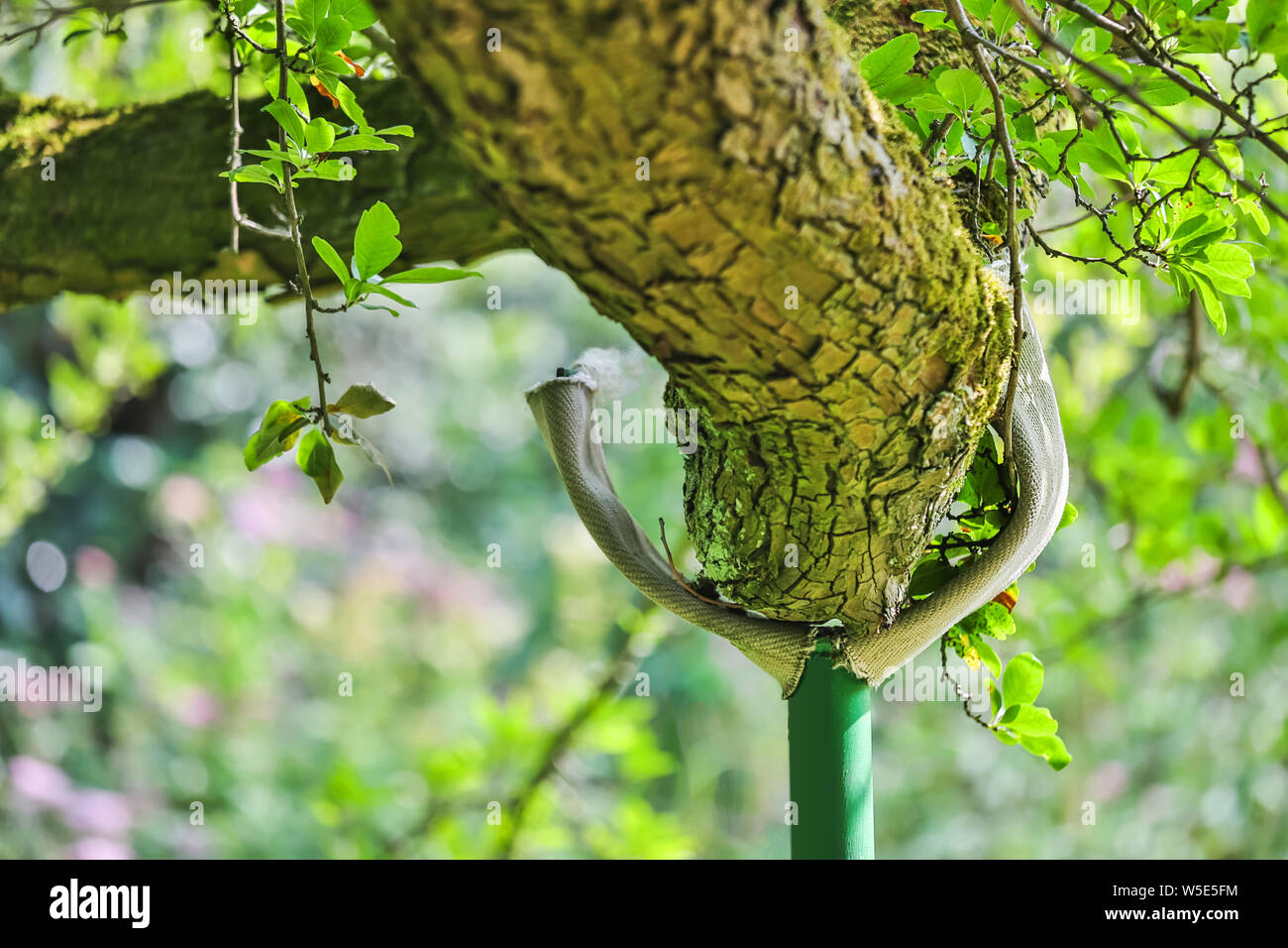 Tree Branch Support Säule Stockfoto