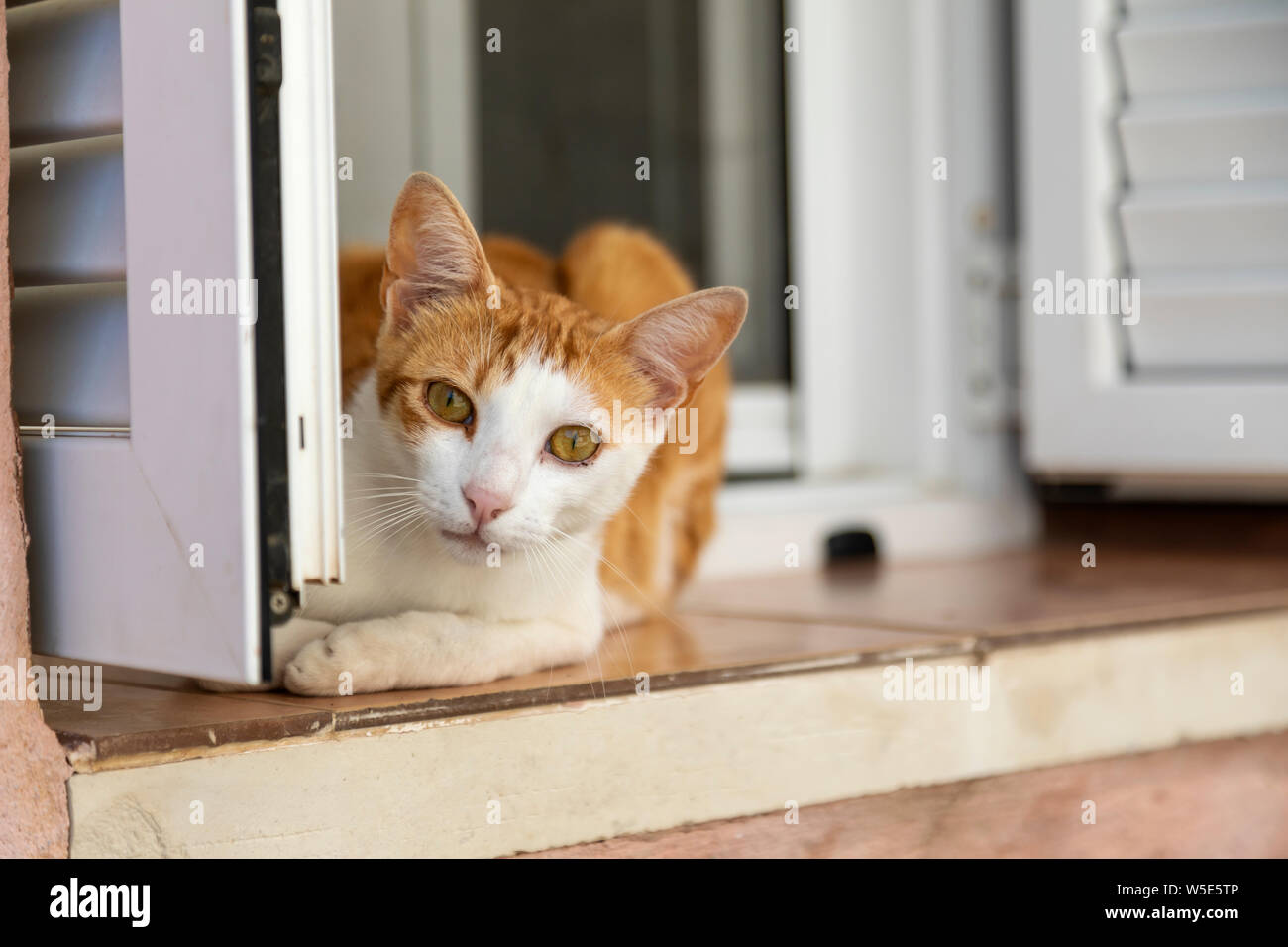 Eine griechische Katze auf dem Fenstersims in Alt Hersonissos, Kreta, Griechenland ruhen Stockfoto