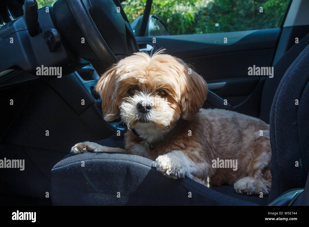 Lhasa Apso Hund liegend auf dem Beifahrersitz eines Autos Stockfoto