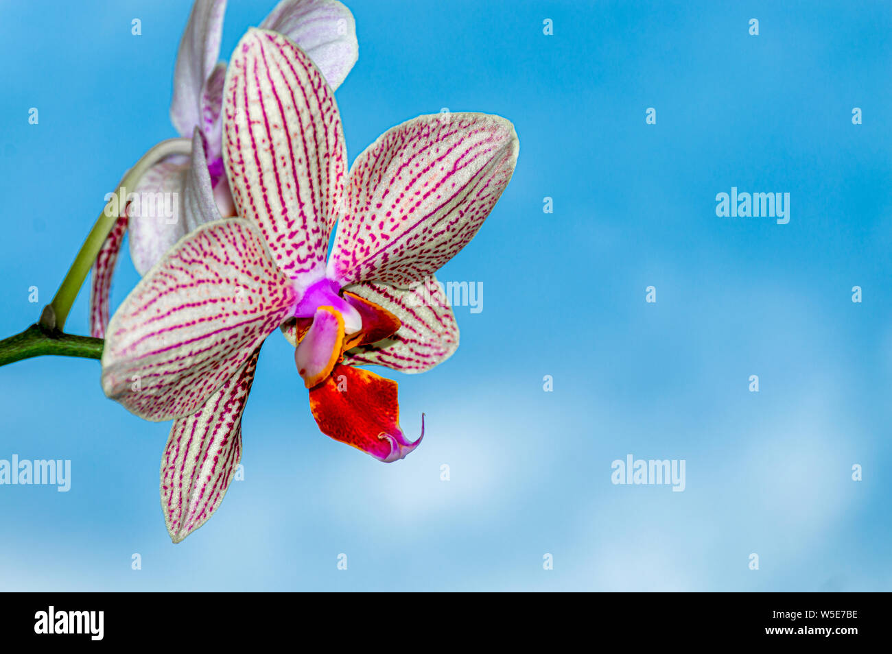 Orchid Flower Bloom mit blauer Himmel. Stockfoto