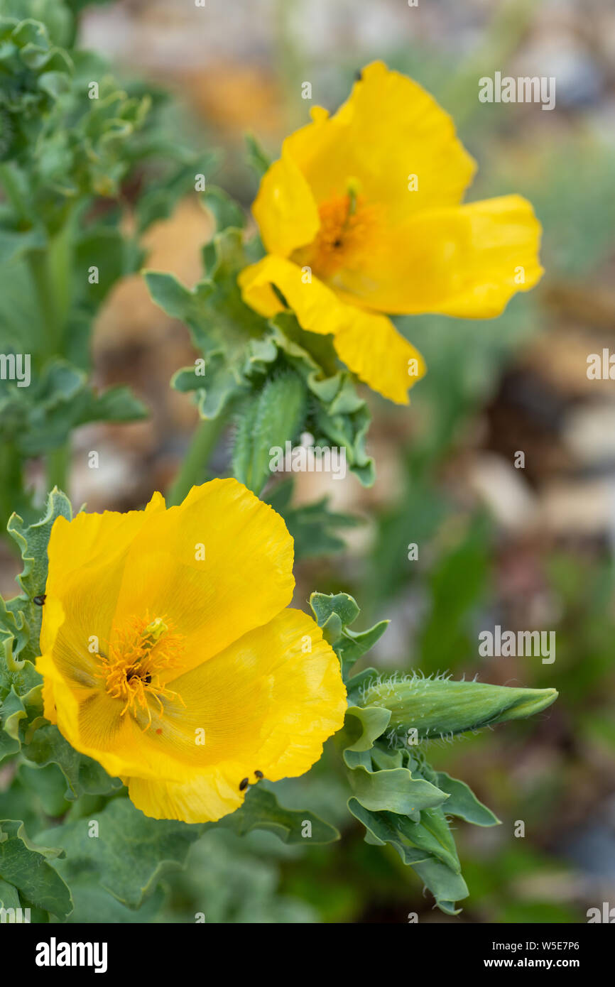 Gelben Gehörnten - Mohn (Glaucium flavum) Blumen Stockfoto
