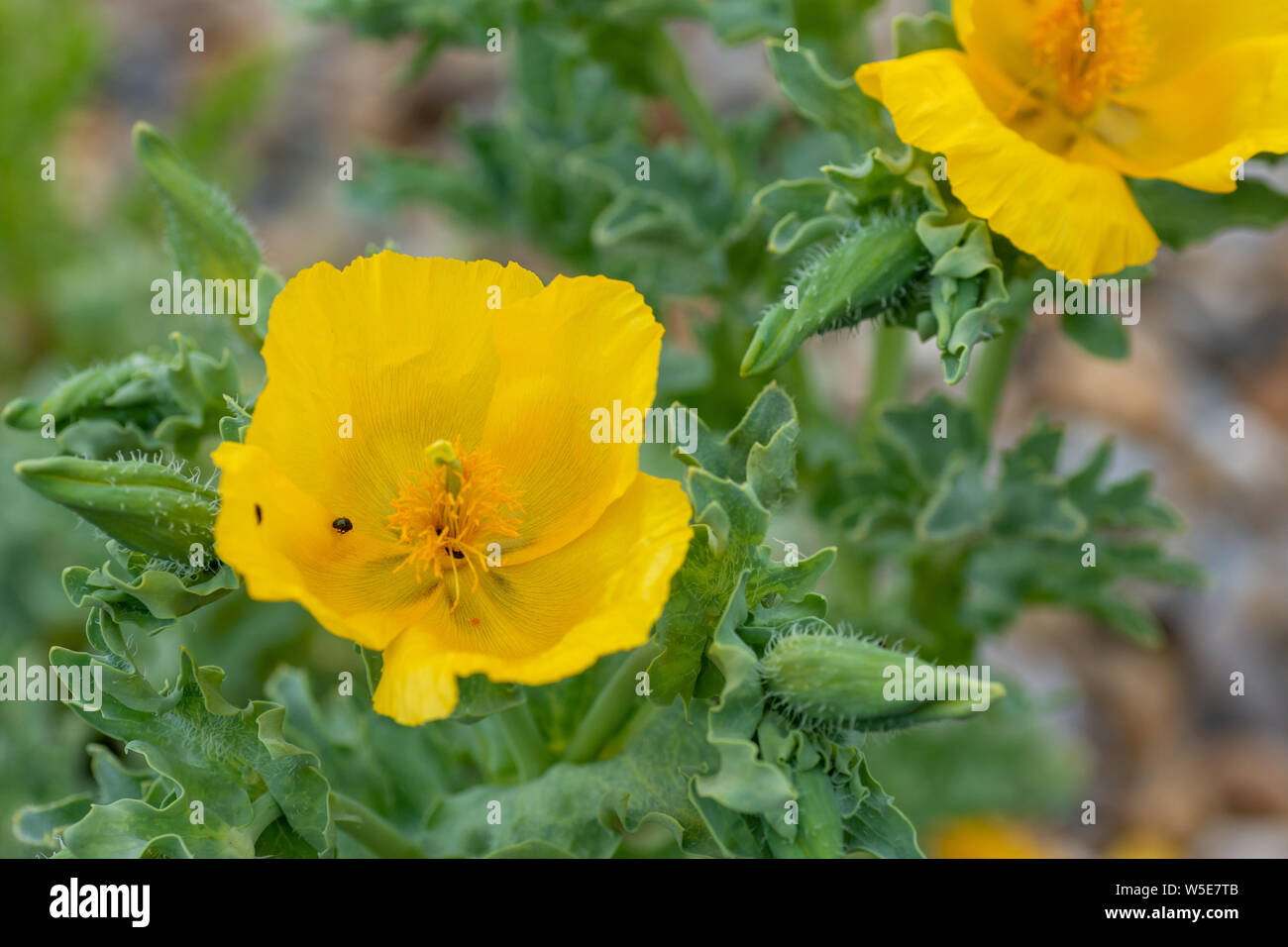 Gelben Gehörnten - Mohn (Glaucium flavum) Blumen Stockfoto