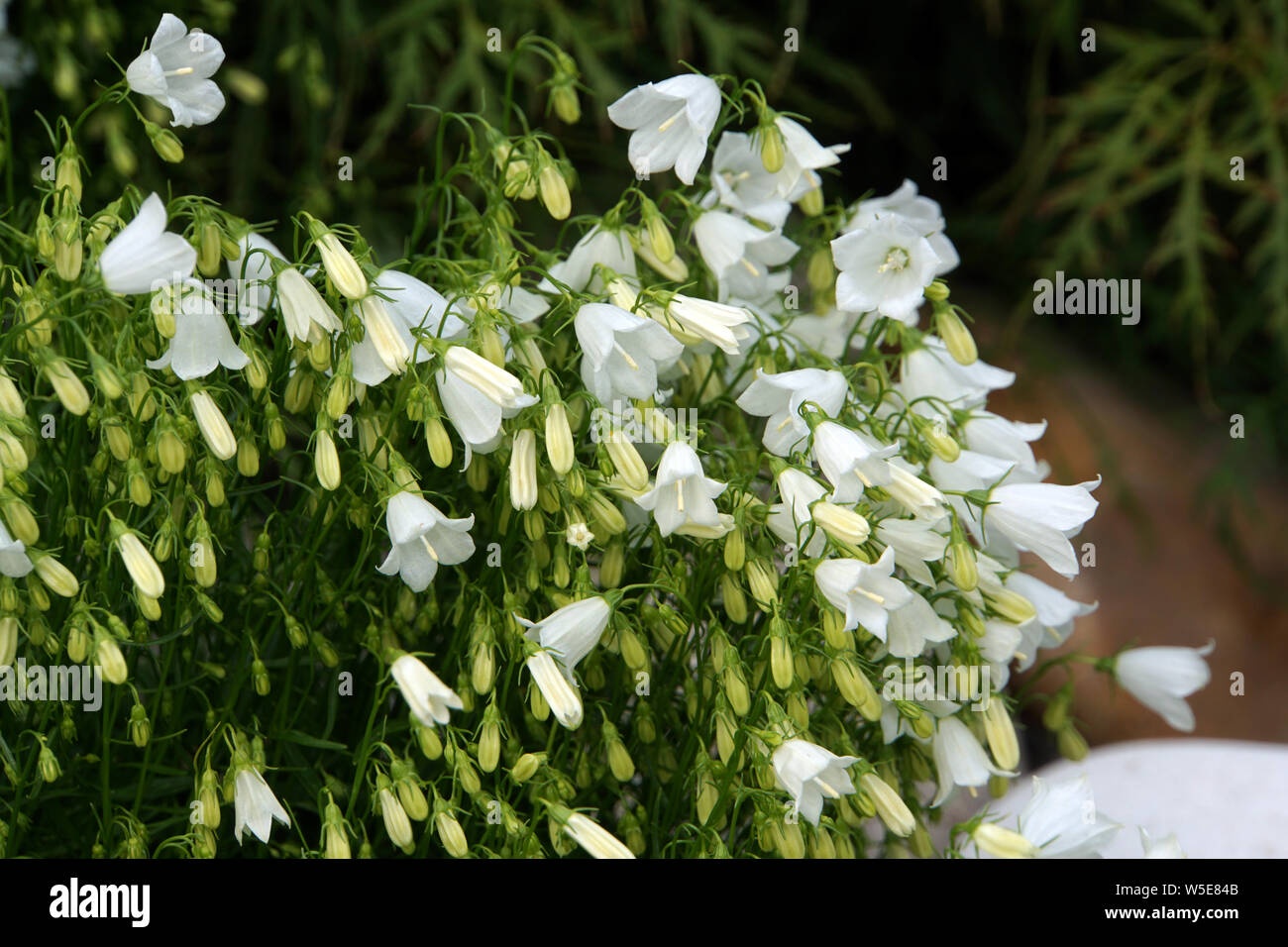 Weiss blühende Zwerg-Glockenblume (Campanula cochleariifolia), Niedrige Glockenblume, zierliche Glockenblume Stockfoto