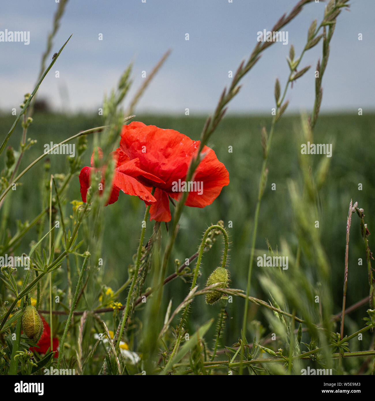Einsame Mohn Stockfoto