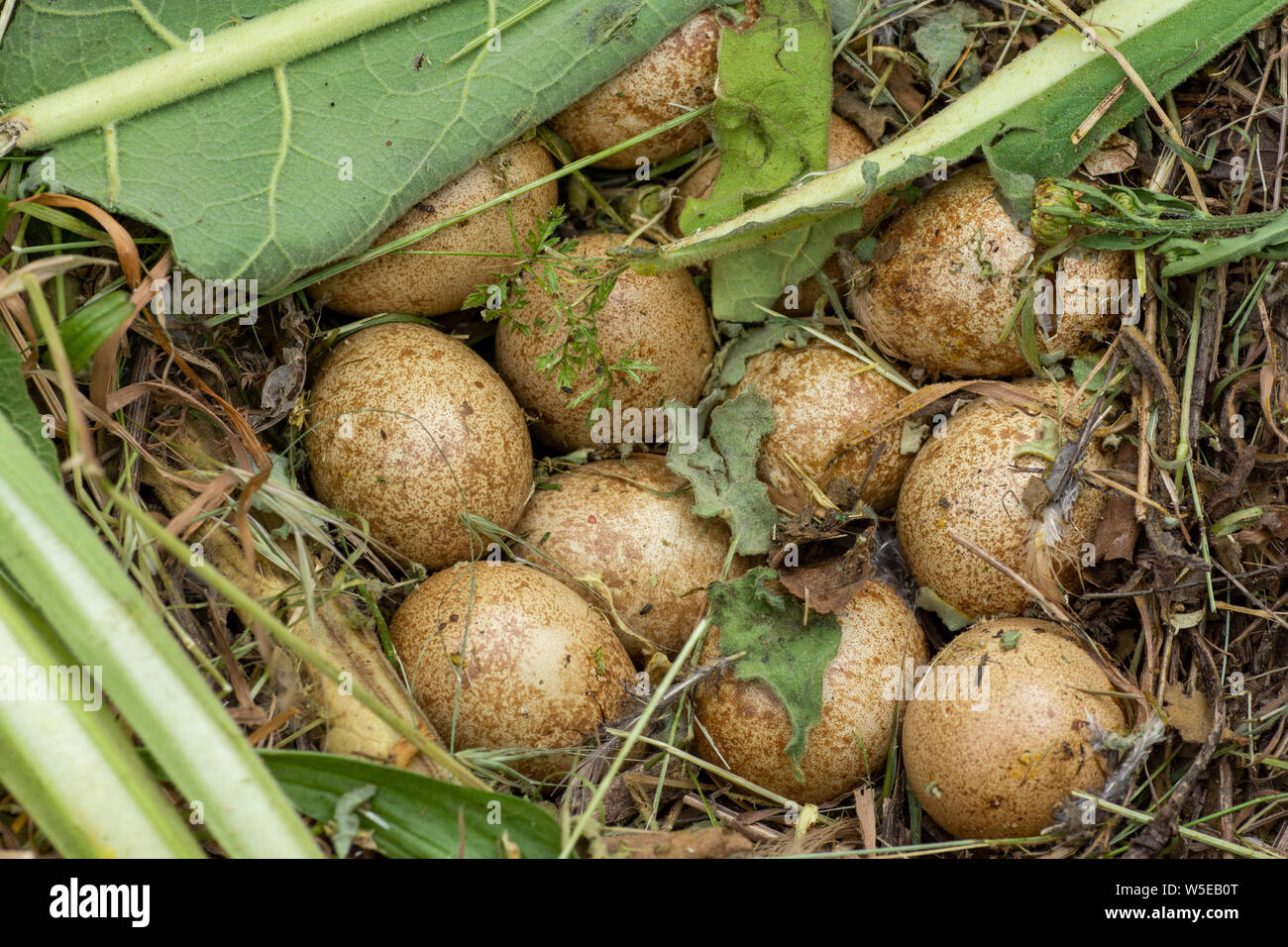 Abgebrochene Fasan (Phasianus colchicus) Nest mit Eiern in der it Stockfoto