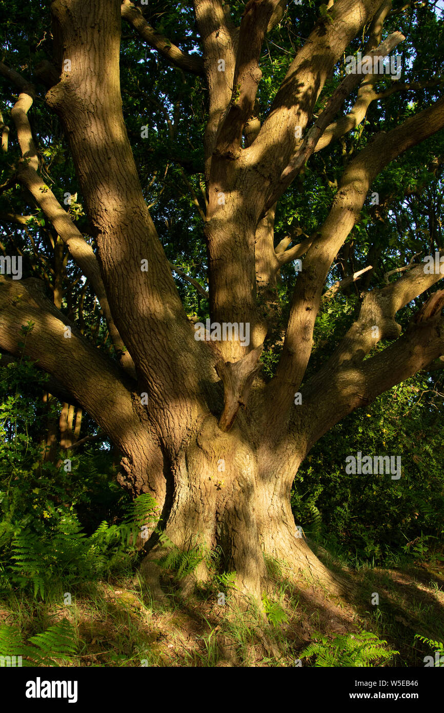 Englisch Eiche (Quercus rober) in dappled Sonnenlicht Stockfoto