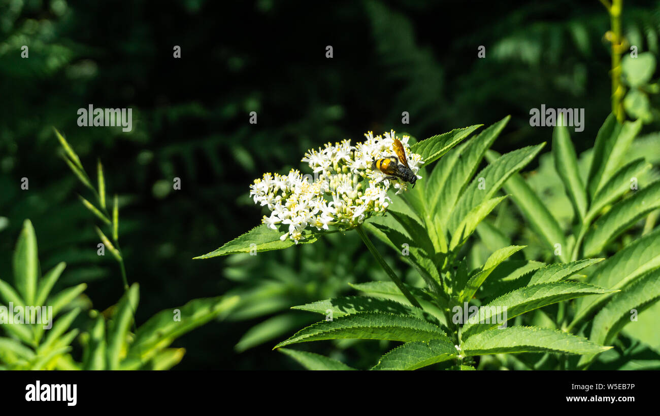 Achillea millefolium, allgemein bekannt als Schafgarbe. Eine Biene sammelt Pollen auf Schafgarbe Blumen Stockfoto