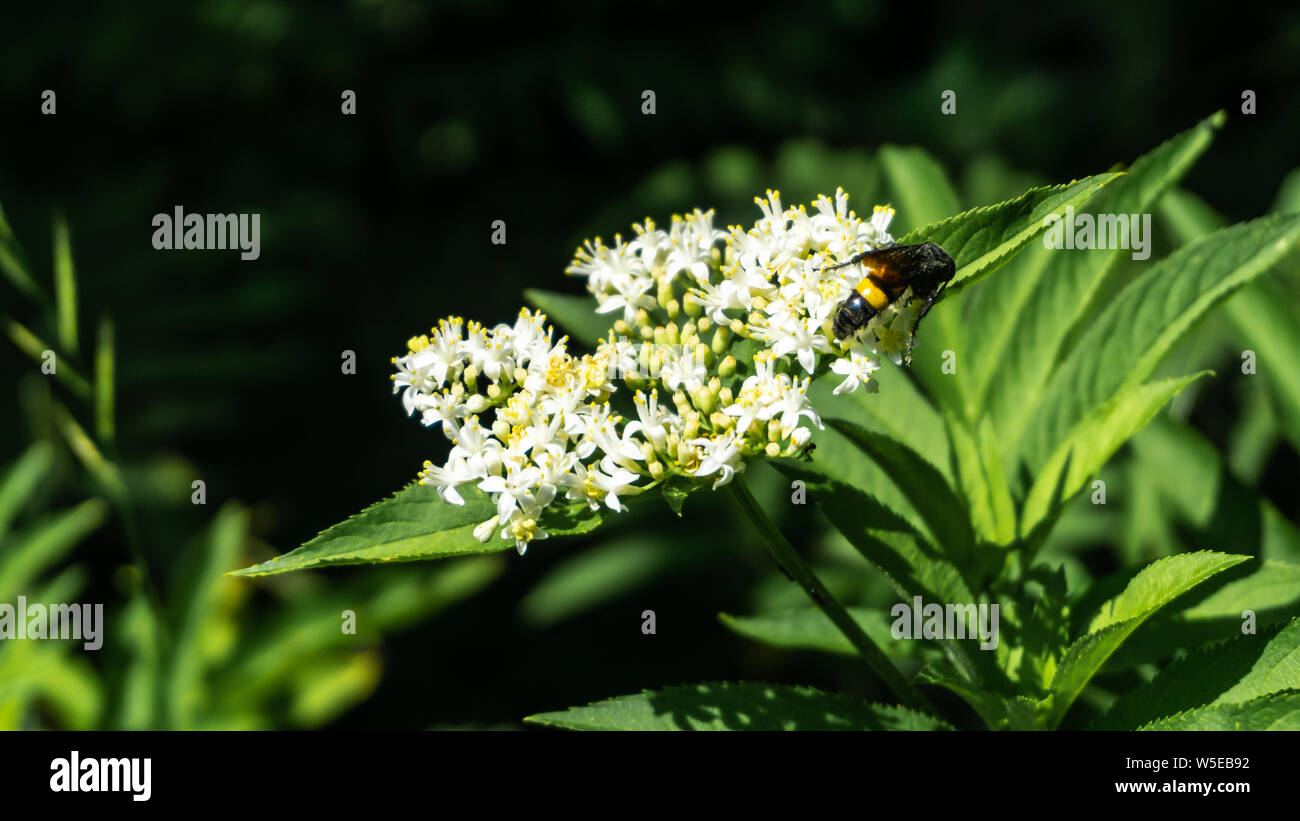 Achillea millefolium, allgemein bekannt als Schafgarbe. Eine Biene sammelt Pollen auf Schafgarbe Blumen Stockfoto