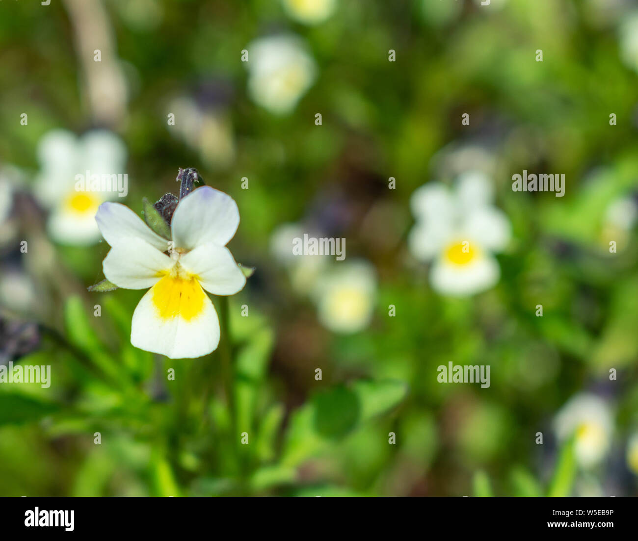 Blumen in Homer, Alaska Stockfoto