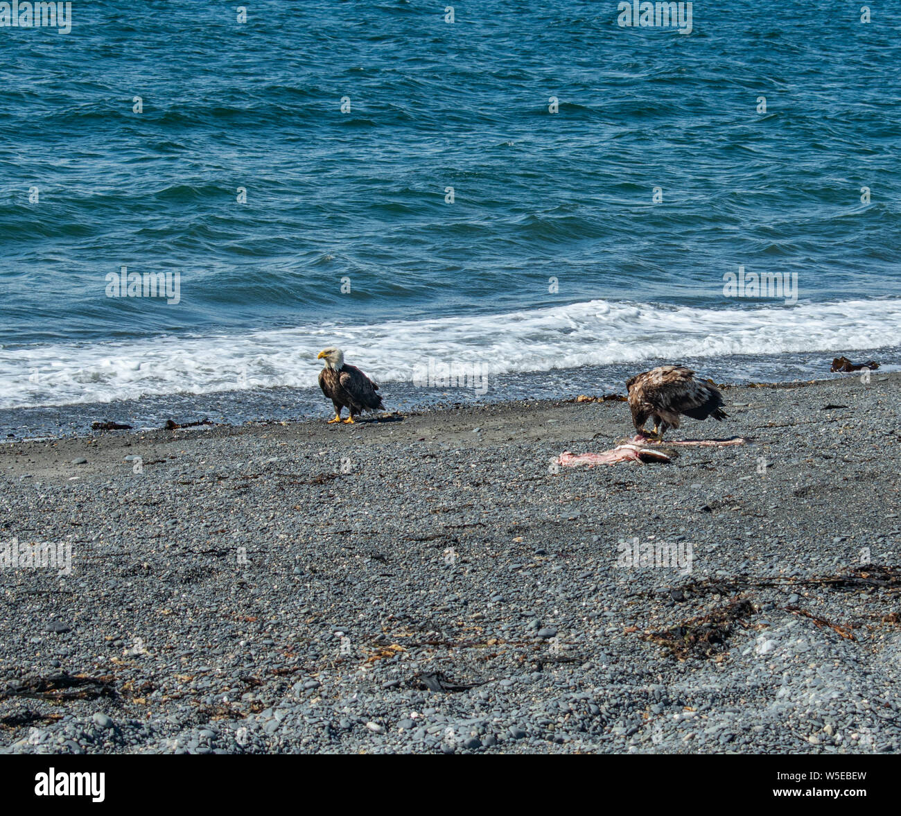 Weißkopfseeadler essen einen Heilbutt, die sich am Strand war. Stockfoto