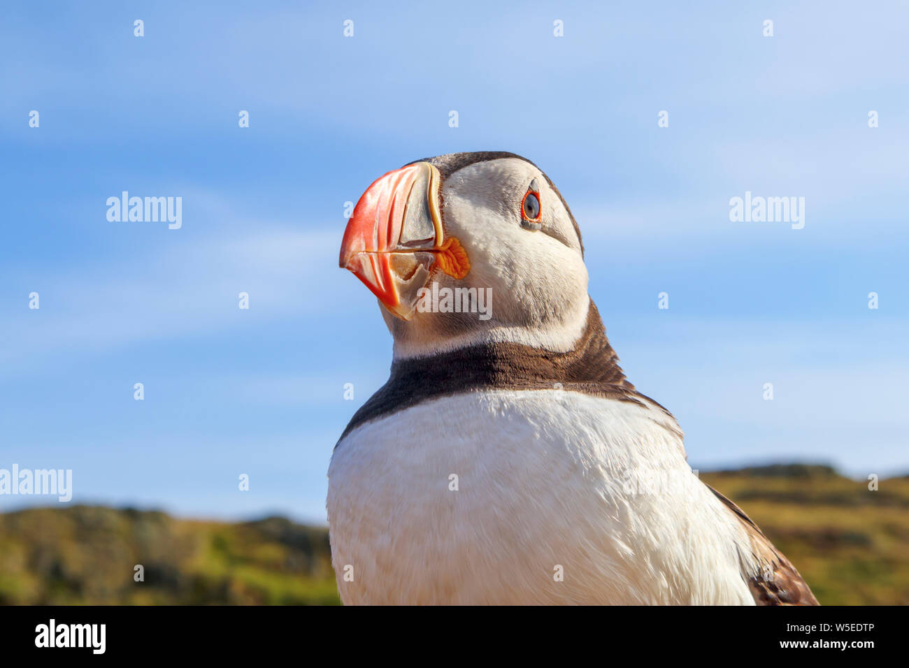 Nahaufnahme der Leiter einer gemeinsamen Papageitaucher Papageitaucher (Fratercula arctica), auf, einem Naturschutzgebiet Skomer Island, West Wales Küste von Pembrokeshire. Stockfoto