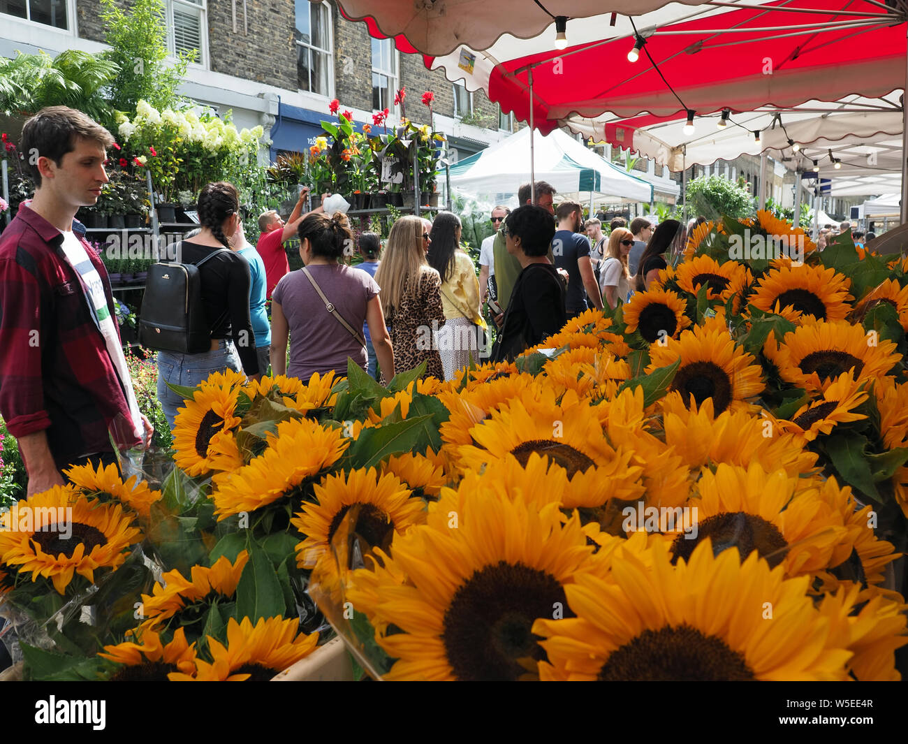 Anzeigen von Sonnenblumen zum Verkauf auf einen Markt in der beliebten Columbia Road Blumenmarkt in Bethnal Green in London Abschaltdruck Stockfoto