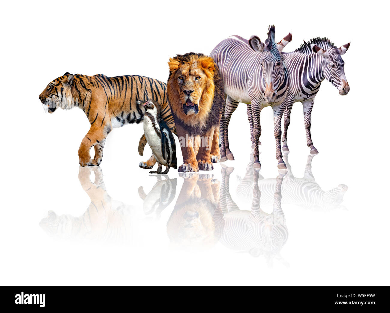 Gruppe der Afrikanischen Safari Tiere zusammen wandern. Es befindet sich auf dem weißen Hintergrund. Es spiegelt ihr Image. Es gibt Zebras, Löwen, Tiger und Stockfoto
