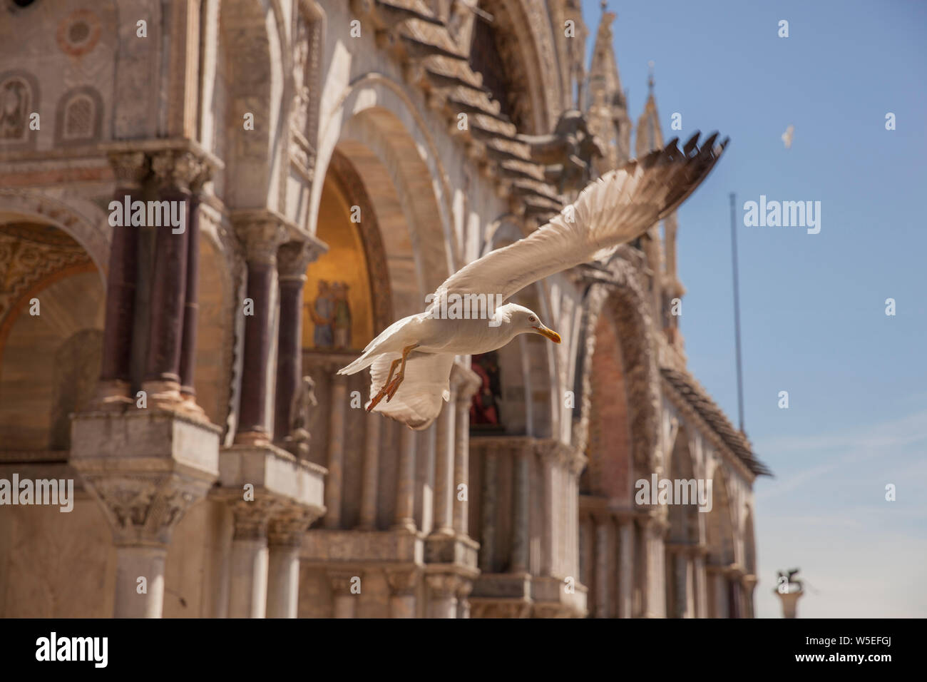 Eine Möwe das Fliegen vor Saint Mark Basilika am Markusplatz in Venedig, Italien Stockfoto