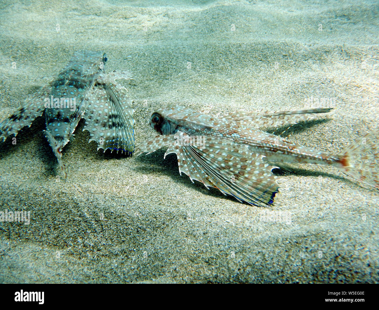 Flying Gurnard oder Helm Knurrhahn dactylopterus volitans ruht auf dem sandigen Boden des Meeresbodens Stockfoto