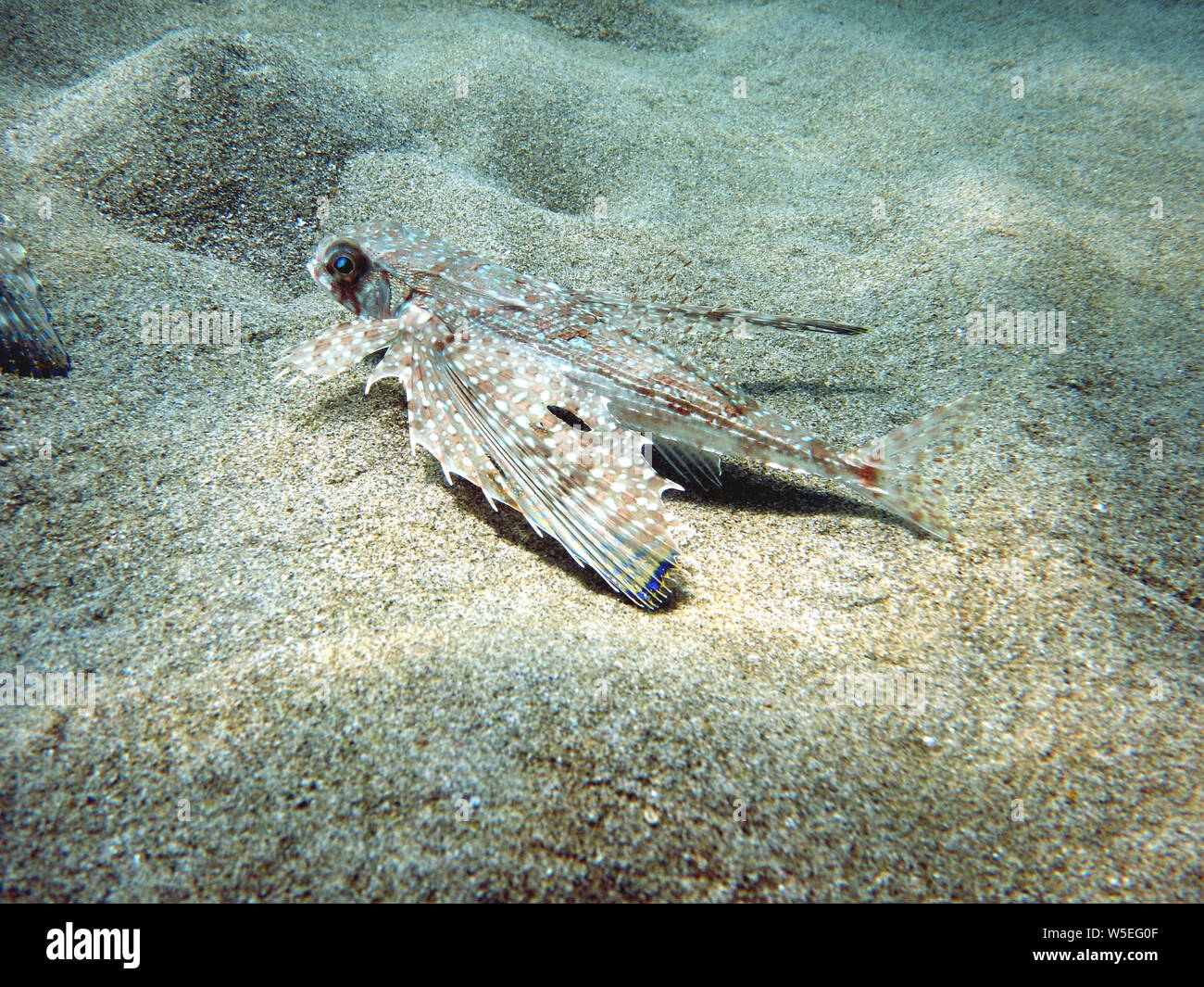 Flying Gurnard oder Helm Knurrhahn dactylopterus volitans ruht auf dem sandigen Boden des Meeresbodens Stockfoto